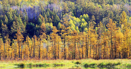 林業(yè)產(chǎn)業(yè)40年轉(zhuǎn)型升級之路 從傳統(tǒng)到數(shù)字化的華麗轉(zhuǎn)身