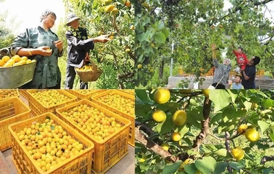 甘肅張掖林草局 以產(chǎn)品營銷助推林業(yè)產(chǎn)業(yè)高質(zhì)量發(fā)展