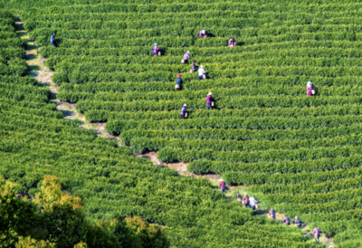 春茶與科技 宜興陽羨春茶開采與電子產(chǎn)品銷售的雙重節(jié)奏