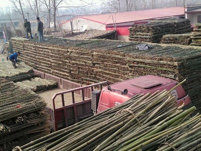 專(zhuān)業(yè)供應(yīng)菜架竹，助力高效農(nóng)業(yè)生產(chǎn)——文安縣永興竹品銷(xiāo)售處