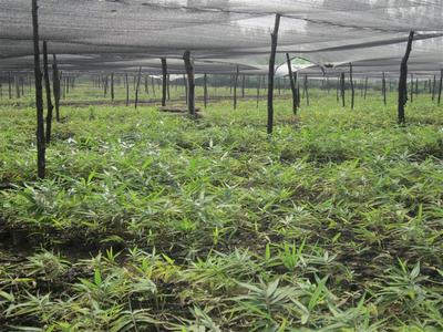 桂林林業(yè)苗木基地云南辦事處 跨界布局下的電子產(chǎn)品銷(xiāo)售新探索